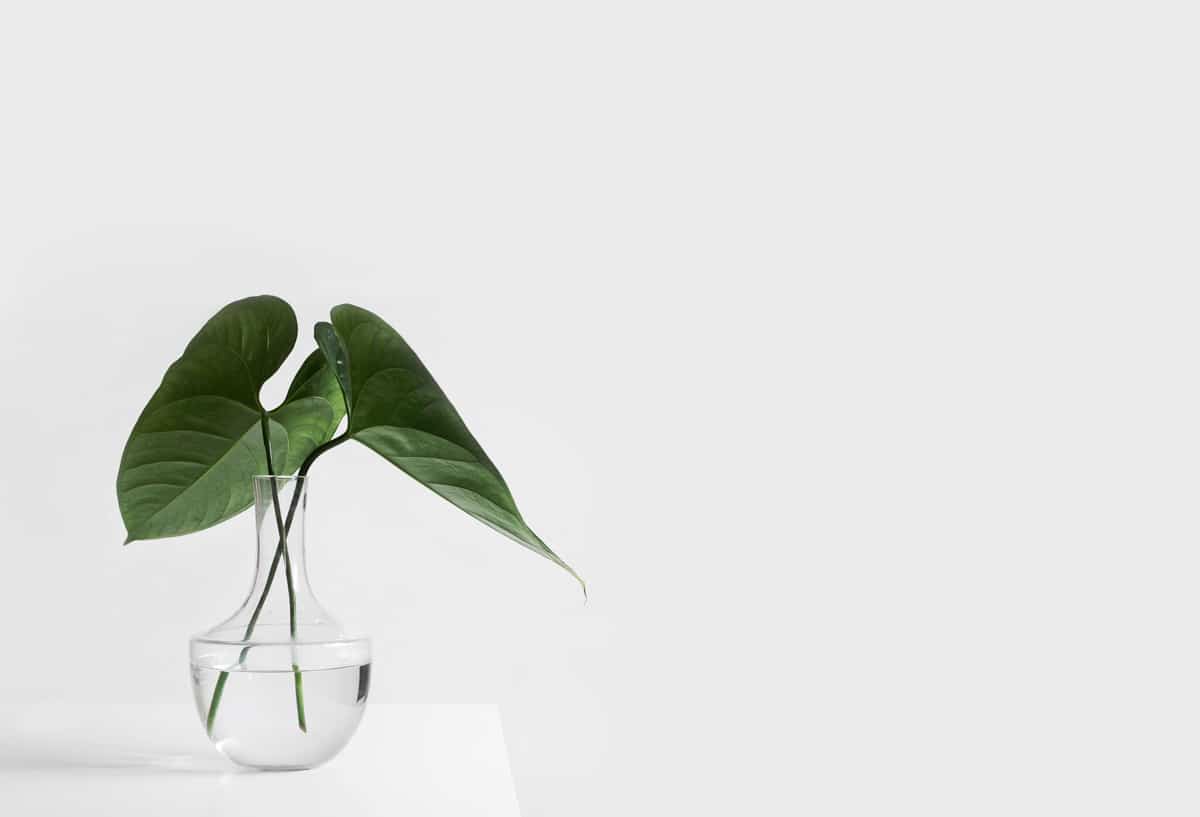 5 plant tips that will give your flat a cute Scandi interior look