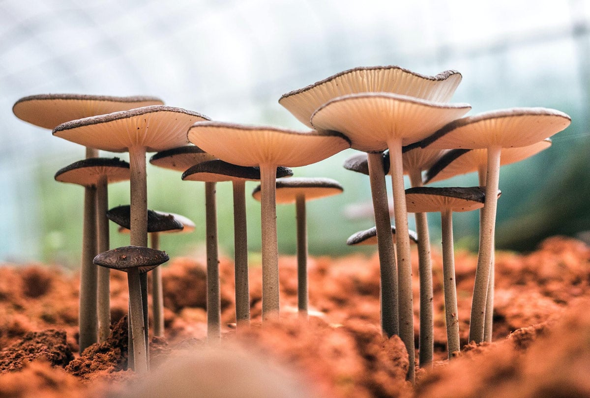 7 odd facts about medicinal mushrooms you should know