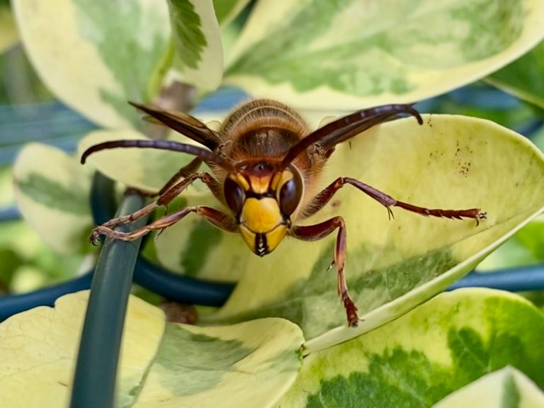 Asian giant hornets: how dangerous are they?