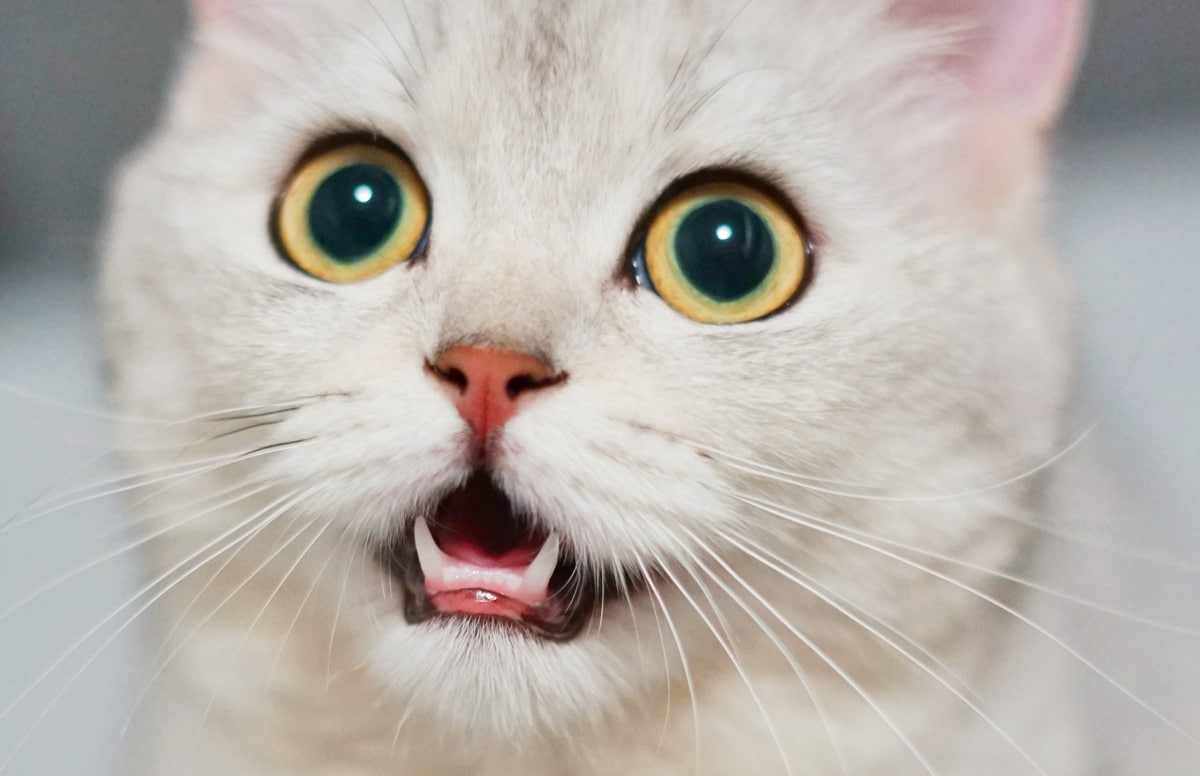 MeowTalk is the app that lets you translate what your cat says