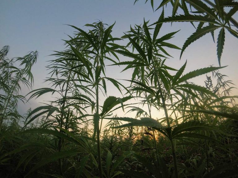 Mexico set to legalise recreational marijuana and become the world’s largest market