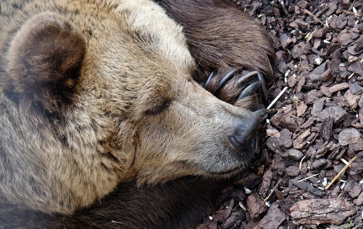 What is torpor and how exactly does it differ from hibernation and aestivation?