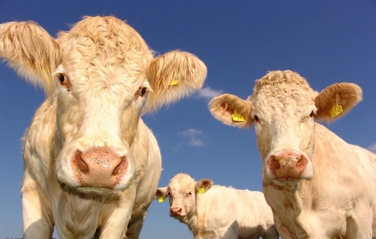 Scientists are toilet-training cows to combat climate change