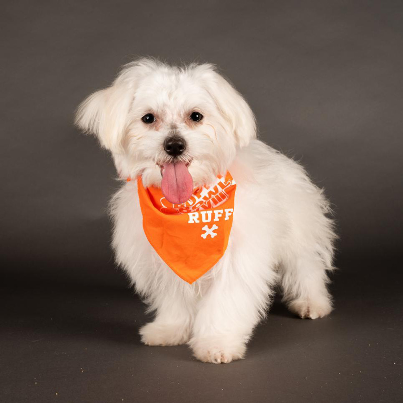 25 aww-dorable dogs from the 2022 Puppy Bowl who’ll melt your heart