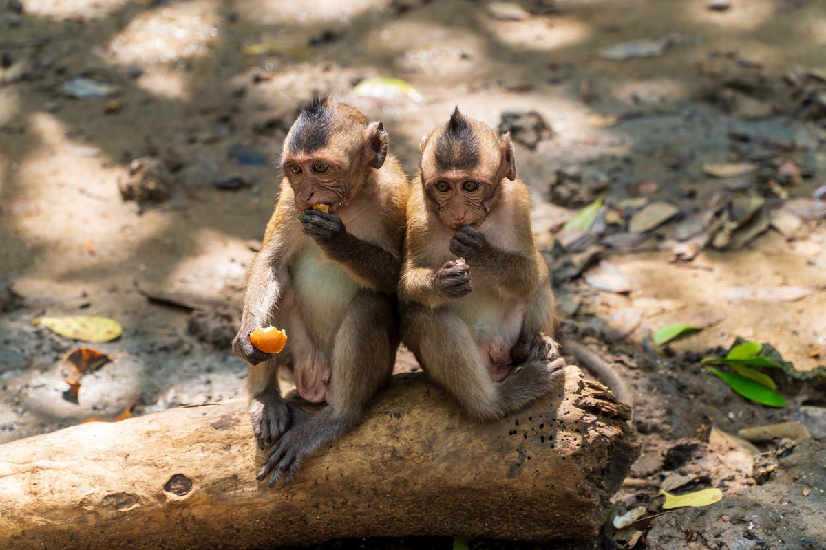 New hormone treatment reduces alcoholism in monkeys and it’s now on track to help humans