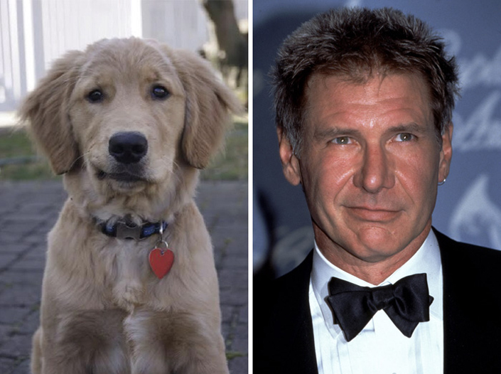 15 celebrities and their shocking dog lookalikes