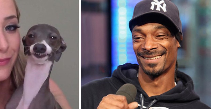 15 celebrities and their shocking dog lookalikes