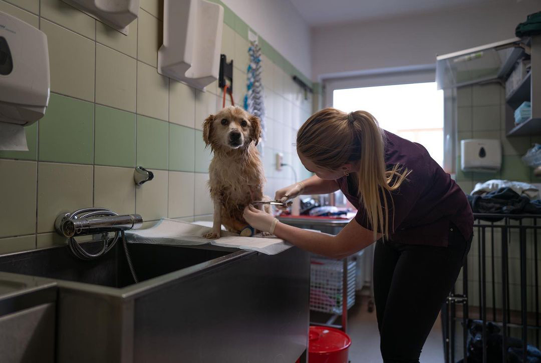 Heroic Polish vet crosses into Ukrainian war zone to rescue over 260 animals