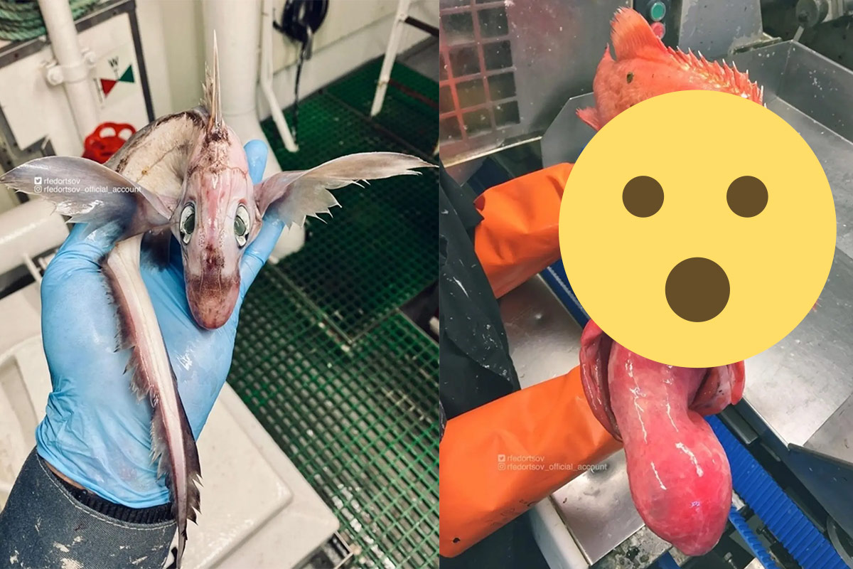 Russian fisherman discovers terrifying ‘baby dragon’ creature with wings and tail
