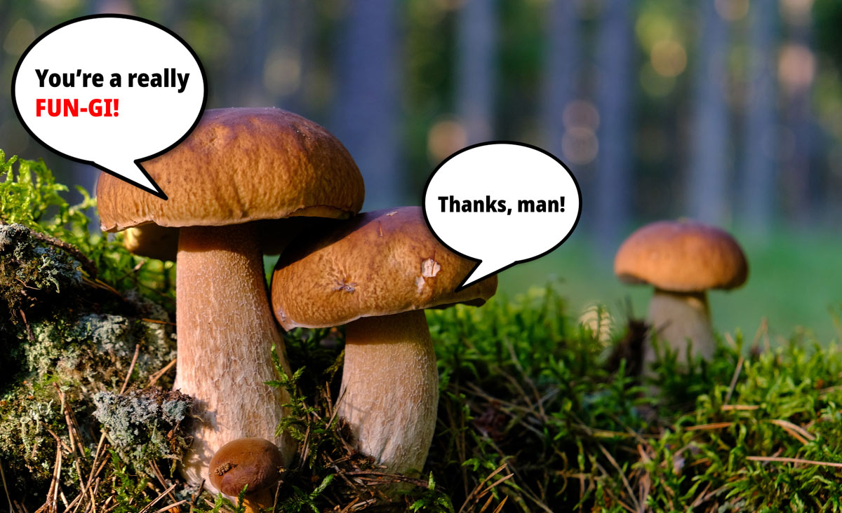 What a trip: research suggests mushrooms talk to each other with a vocabulary of 50 words