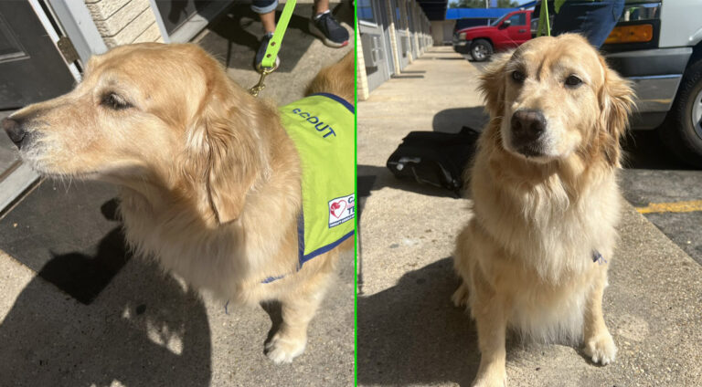 Comfort dogs deployed to support people impacted by the Texas school shooting