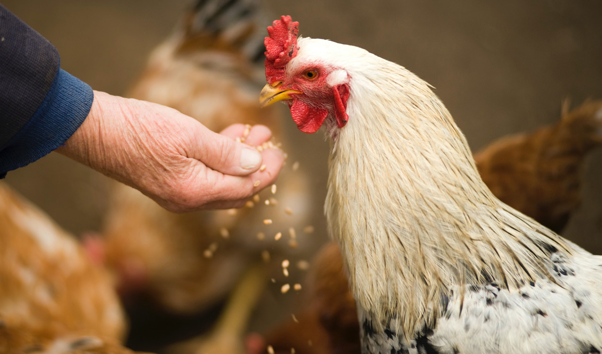 ‘GanjaChicken’: Thai farm feeds chickens marijuana instead of antibiotics and charges more
