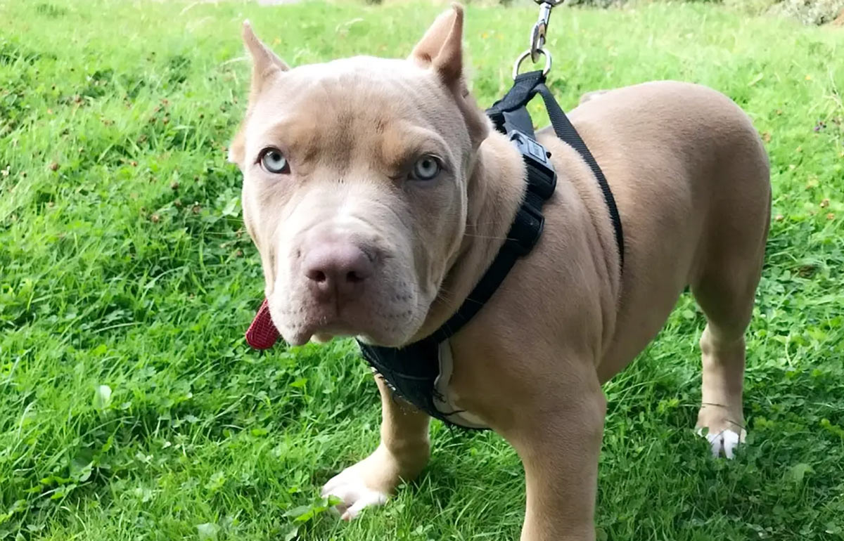 Man sent to prison in the UK for having his puppies’ ears cropped