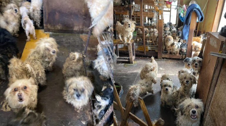 Woman who left her 221 dogs fester in their own faeces charged with animal abuse in Japan