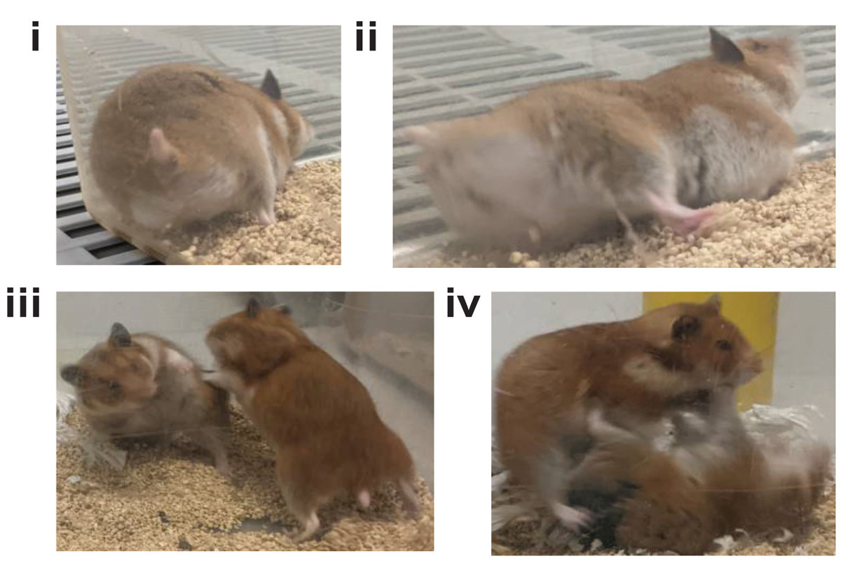 Scientists accidentally turn gene-edited hamsters into hyper aggressive demons in experiment
