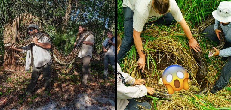 World’s biggest snake captured in Florida has 122 eggs developing inside