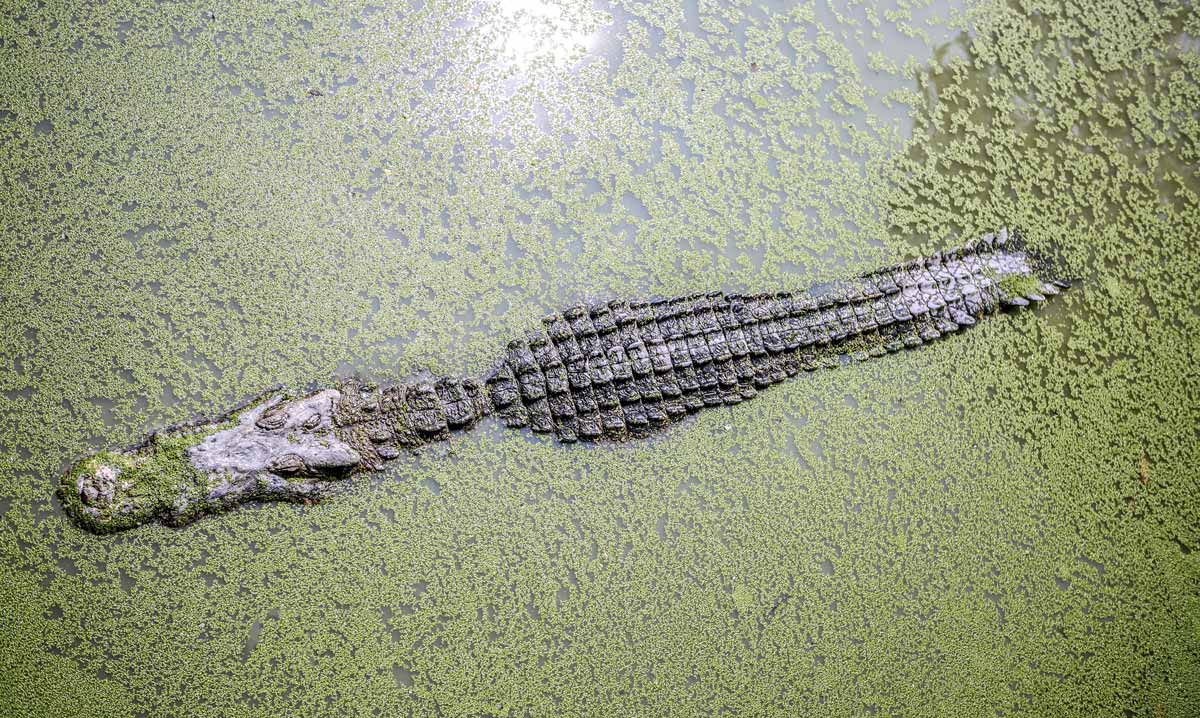 16-foot crocodile named Osama allegedly ate 80 villagers over 14 years