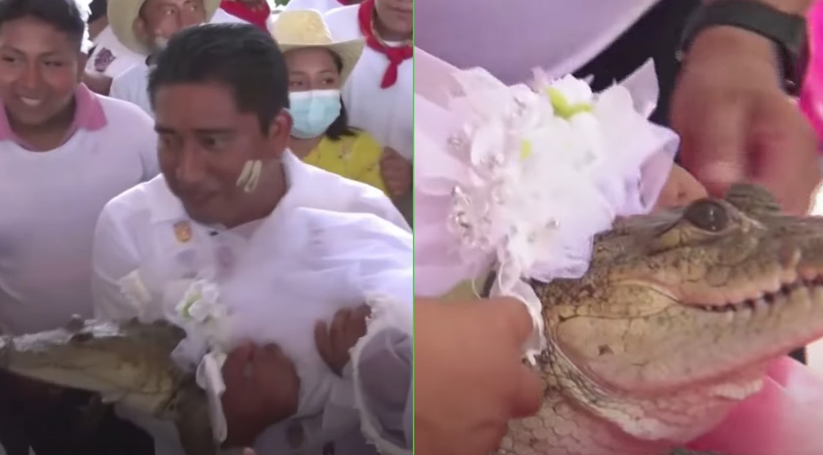 Mexican mayor marries alligator in a wedding dress as part of ancient ritual