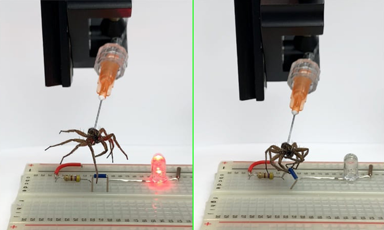 Rise of necrobots: scientists are turning dead spiders into zombie robots