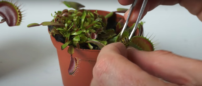 Man lets a Venus flytrap digest his finger for an entire day in bizarre experiment