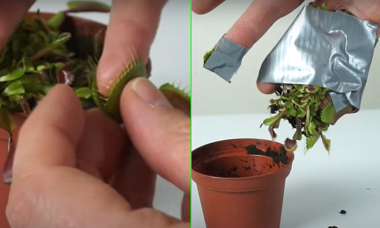 Man lets a Venus flytrap digest his finger for an entire day in bizarre experiment