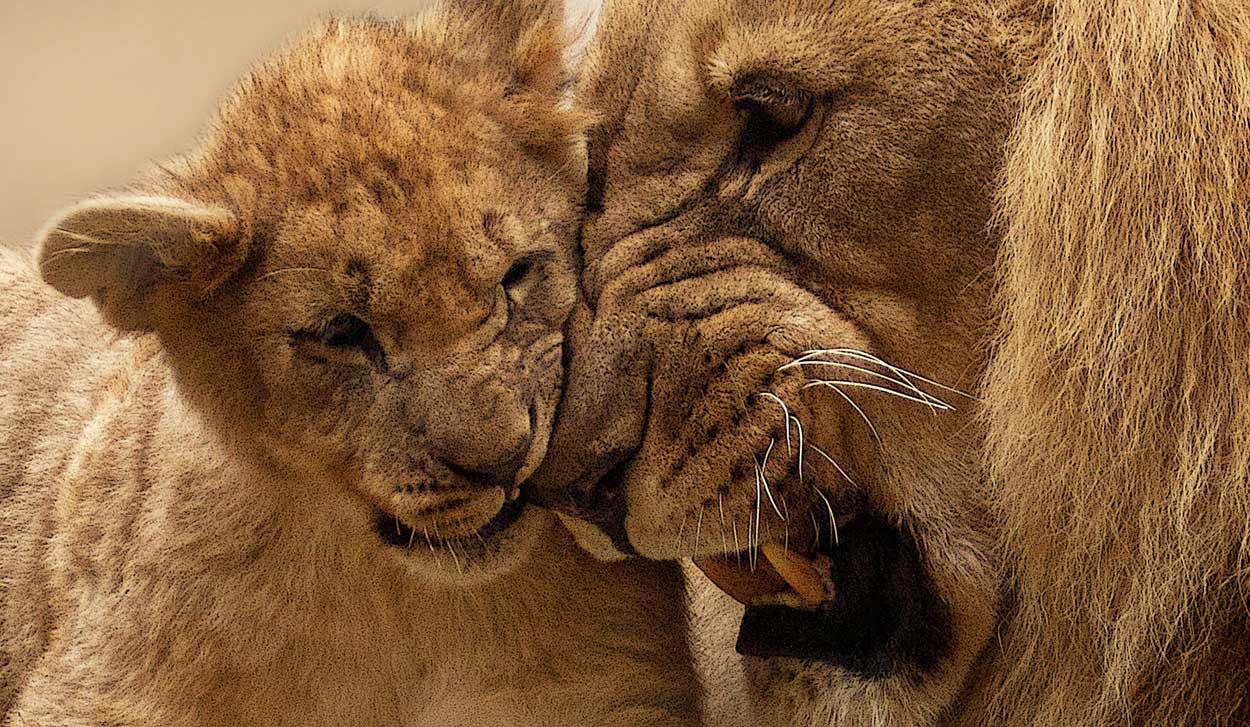 Man mauled to death by lion after jumping zoo fence to steal its cubs