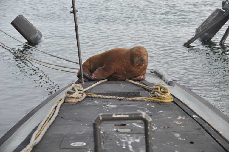 Norway euthanises celebrity walrus Freya after the public refused to keep their distance