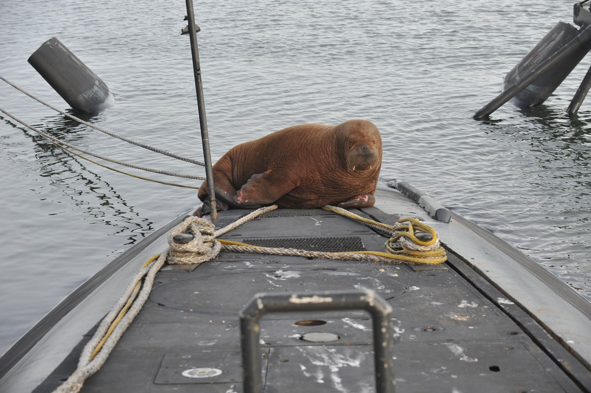 Norway euthanises celebrity walrus Freya after the public refused to keep their distance