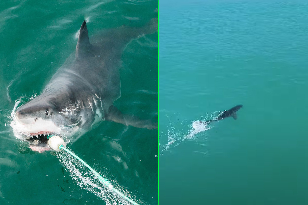 Terrifying drone footage shows a great white shark swimming at 20 miles per hour