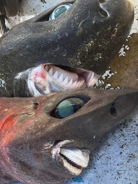 Terrifying deep sea shark with bulging teeth caught in Australia