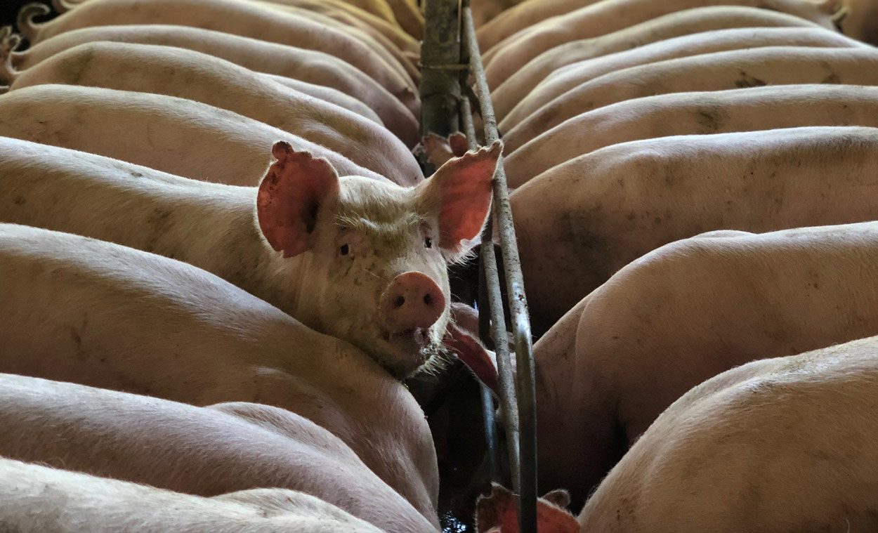 Facial recognition technology for farm animals could help make tastier meat