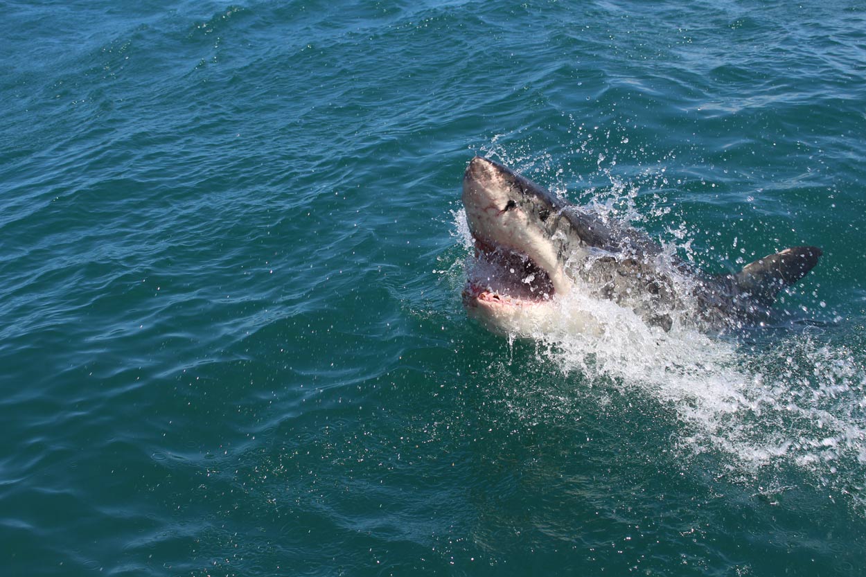 Massive great white shark circles boat and takes a bite out of it in heart-stopping video