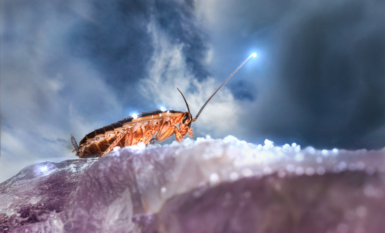 Scientists create cyborg cockroaches to save human lives