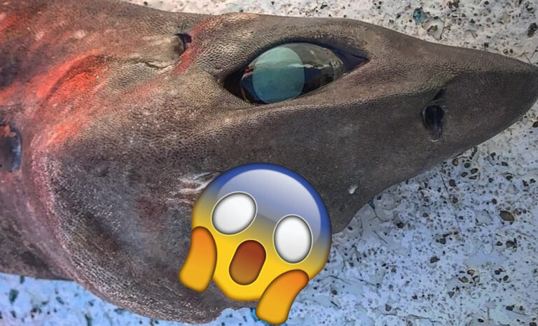 Terrifying deep sea shark with bulging teeth caught in Australia