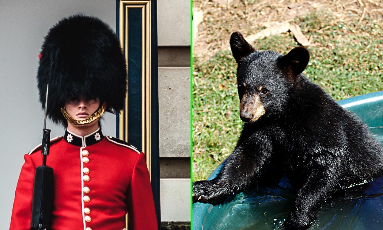 Over 100 bears are killed every year to make the iconic King’s Guard hats
