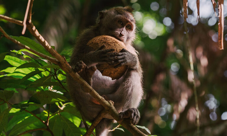 HelloFresh uses monkey labor for its coconut milk, new PETA investigation reveals