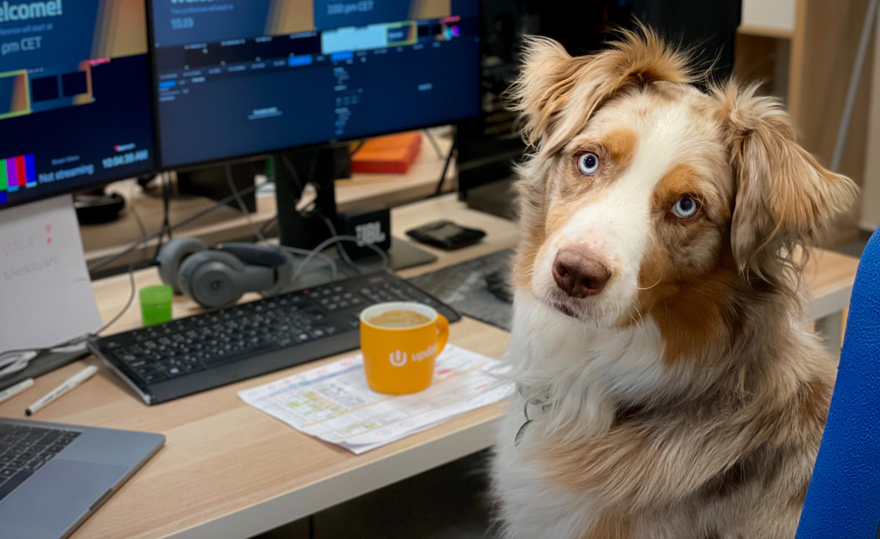 Meet Joipaw, a video game console for dogs that can detect dementia in their ageing brains