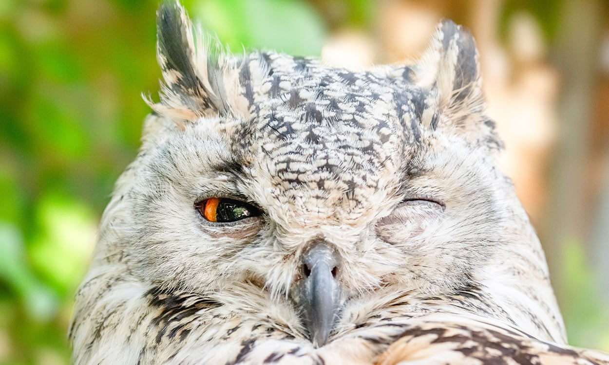 Meet Winky, the burglar owl taxing the rich residents of Oak Bay by trashing fancy homes