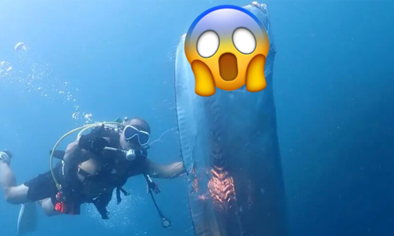 Watch this chilling encounter of divers stumbling upon a terrifying doomsday creature