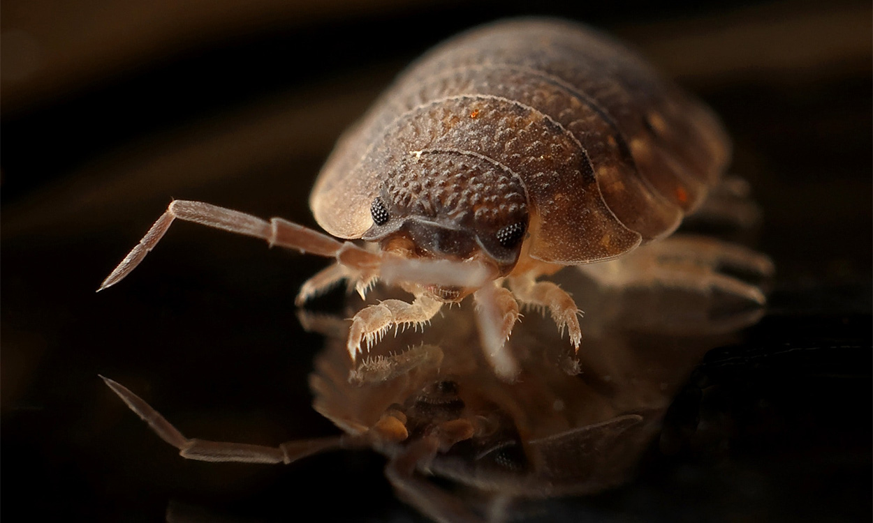 Experts warn of a bed bugs epidemic heading towards the UK