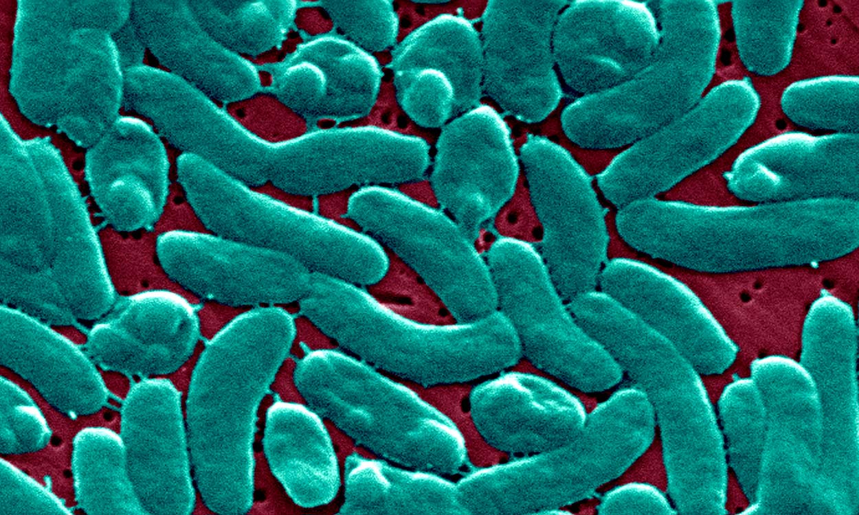 CDC warns US doctors of deadly Vibrio vulnificus outbreak as flesh-eating bacteria claims more lives