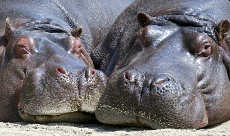 Colombia sterilises the first hippo left behind by Pablo Escobar amid ecological disaster