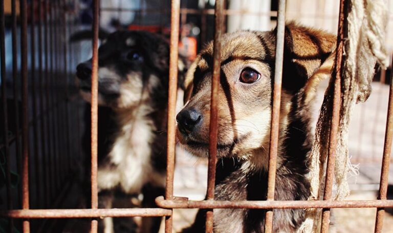Gen Z just played a crucial role in South Korea finally banning the dog meat industry