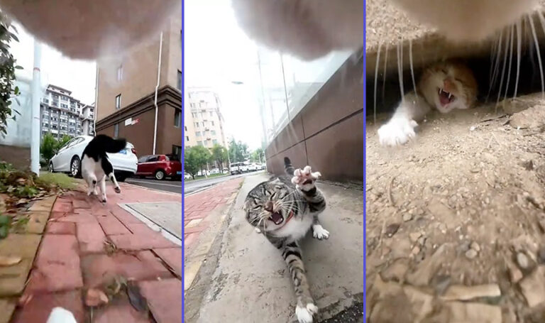 TikTok pet menace: Maxwell the Cat goes viral for assaulting other felines in his neighbourhood